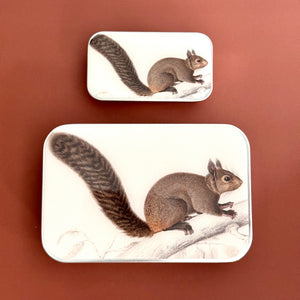 Brown Squirrel Notion Tin