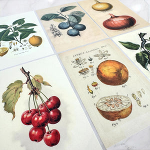 Botanical Recipe Card Set — 12 Blank Cards + Banana Bread Recipe