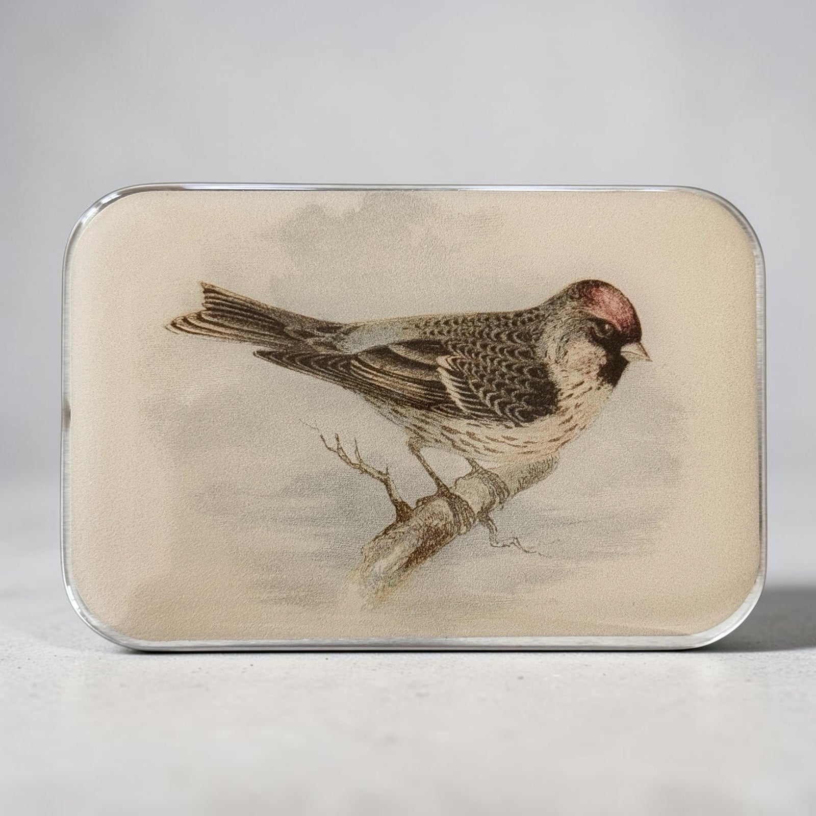 Redpoll Bird Notion Tin