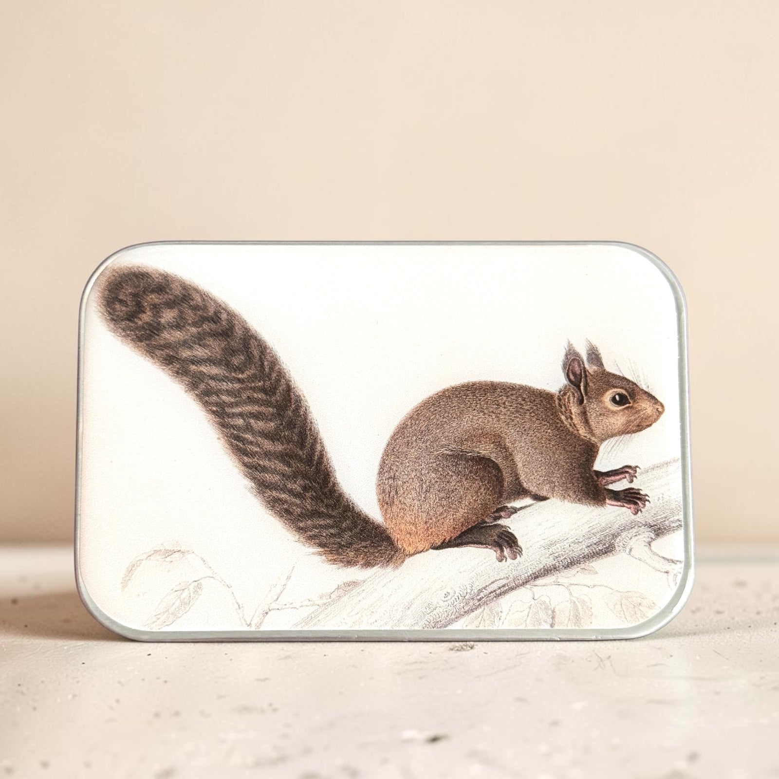 Brown Squirrel Notion Tin