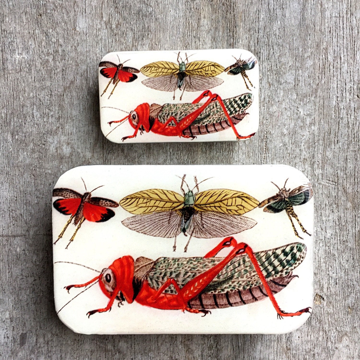 Cricket storage tin (015)